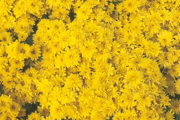 顶视图新鲜的黄色万寿菊花园图案背景 — 图库照片