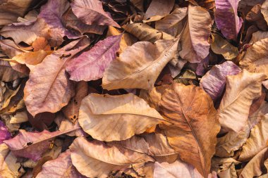 sıcak süt kahve latte sanat, smartphone, gözlükleri ve kahverengi şeker ile üstten görünüm sabah ışık ahşap masa