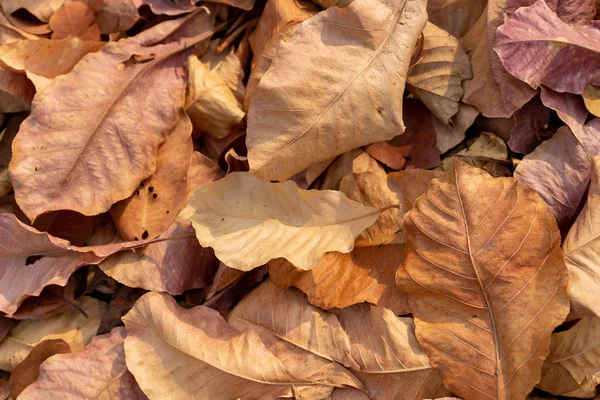 arka plan için düşen sonbahar Kurutulmuş Yapraklar yığını