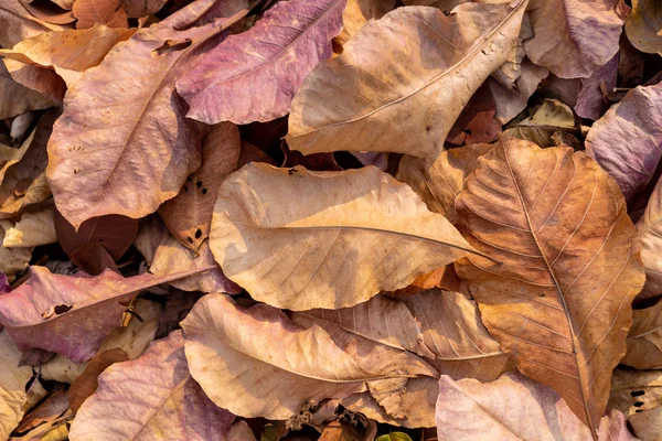 sıcak süt kahve latte sanat, smartphone, gözlükleri ve kahverengi şeker ile üstten görünüm sabah ışık ahşap masa