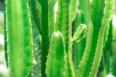 arka plan için doku tomurcuklanan yeşil kaktüs yakın