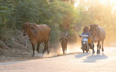 bir adam bir grup almak Cow aile yürüyüş ev sonra iş içinde TH