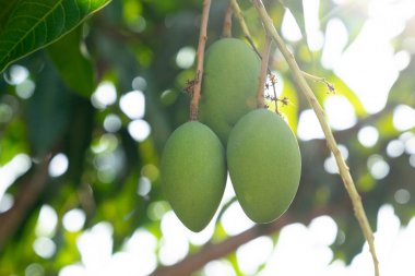 yakın yukarı genç yeşil mango kopya spac ile bahçede ağaç asmak