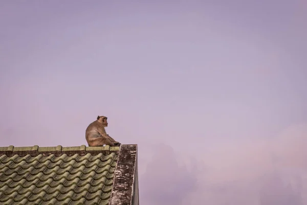 monkey sit  on the edge  of house roof with her baby during twil