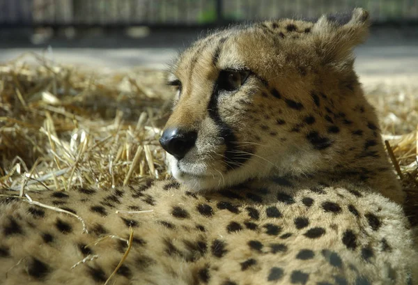 Cheetah Rest Zoo Van Wenen Wenen Oostenrijk — Stockfoto