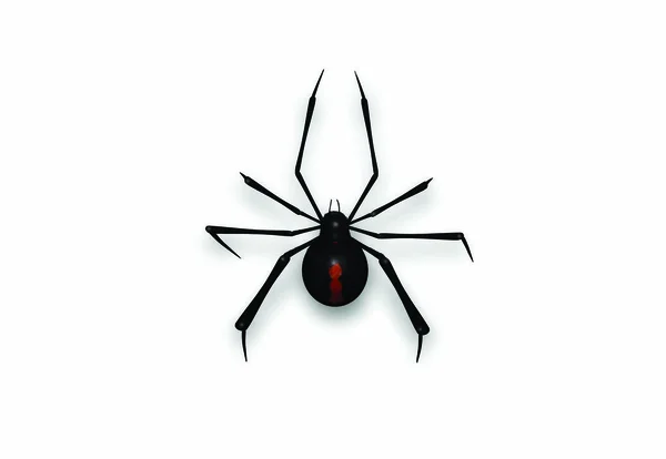 Black Widow Een Witte Achtergrond Rendering — Stockfoto