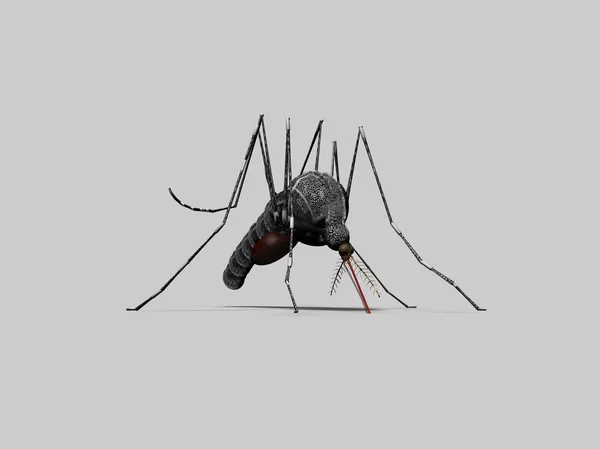 Mosquito Insect Witte Achtergrond Rendering — Stockfoto