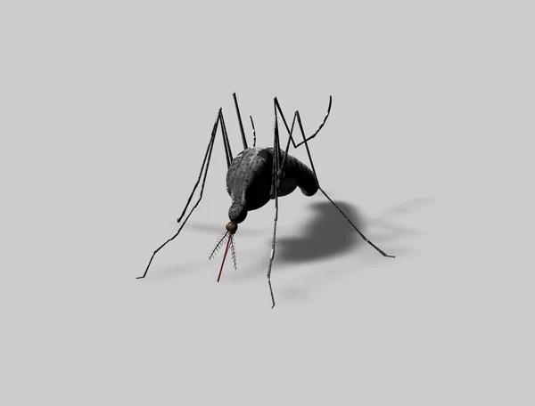 Mosquito Insecto Sobre Fondo Blanco Representación — Foto de Stock