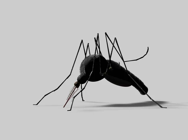 Комарі Комаха Білому Тлі Рендеринг — стокове фото