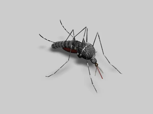 Mosquito Inseto Fundo Branco Renderização — Fotografia de Stock