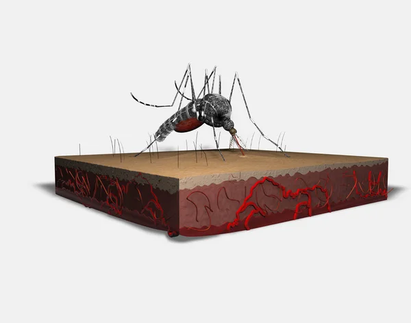 Mosquito Couro Fundo Neutro Renderização Ilustração — Fotografia de Stock