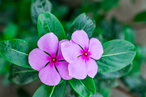 Flor Indiana Madagáscar Periwinkle Vista Próxima Jardim Casa Rural Inverno — Fotografia de Stock