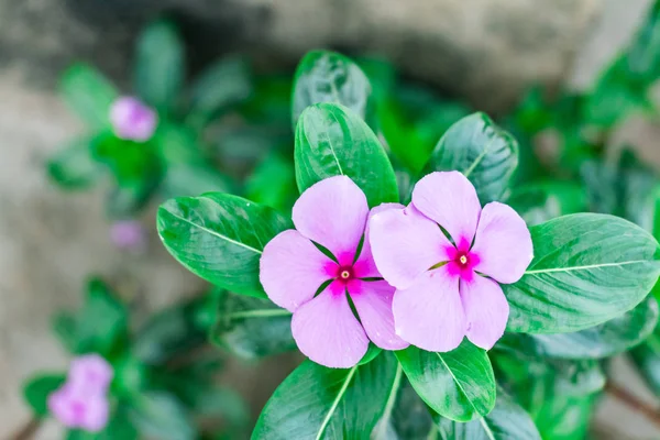 Flor Indiana Madagáscar Periwinkle Vista Próxima Jardim Casa Rural Inverno — Fotografia de Stock