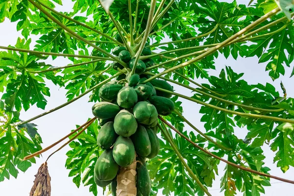 Pyszne Zielona Papaja Drzewo Szuka Niesamowite Pobliżu Dom Ogród Zdjęcia Stockowe bez tantiem