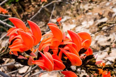 Butea Monosperma mavi saat bahar izle, her şehir Hindistan içinde.