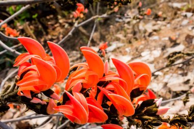 Butea Monosperma mavi saat bahar izle, her şehir Hindistan içinde.