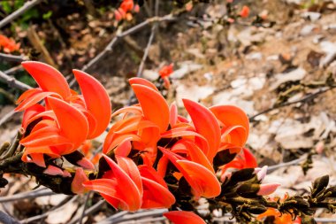 Butea Monosperma mavi saat bahar izle, her şehir Hindistan içinde.