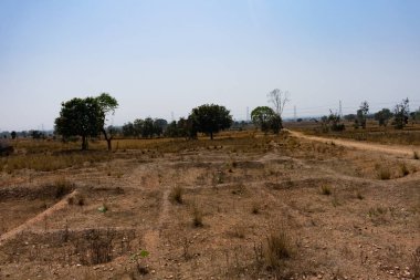 Hasat sonrası kuru Paddy alanı, arka planda çeltik saman ve orman ağaçlarının yakın görünümü.