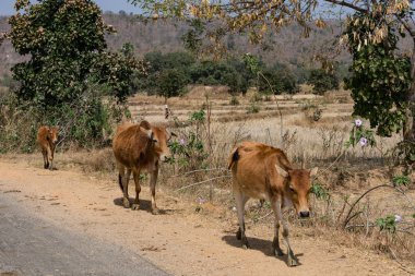 Güneşli günde yaz sezonu itibariyle kırsal Köyü'nde Hint boğa yakın bir ek.