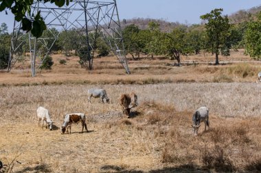 NOS, boğa ve inek otlatma kırsal köy paddy çiftlikte güneşli bir günde çeltik hasat sonrası.