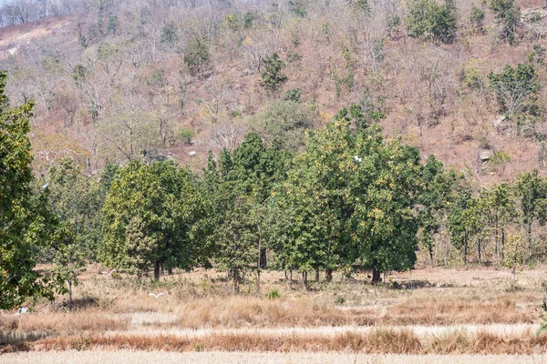 Bardzo Zamknij Widok Indian Drzew Lesie Wsi Szuka Niesamowite Sezonie — Zdjęcie stockowe