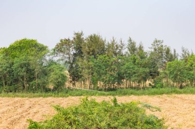 Çeltik tarım alanı kesme paddy alan, sonra bir görünüm.