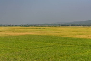 Paddy & Buğday Yeşilliği harika görünüyor. 