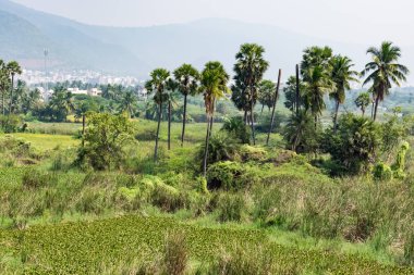 Slough gölet palmiye ağacının görünümü Kapat.