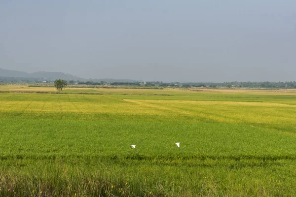 Une Terre Cultivée Paddy Regardant Impressionnant Côté Route — Photo