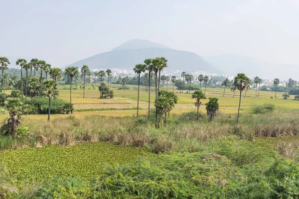 Une Belle Vue Sur Ferme Paddy Avec Fond Bâtiment Village — Photo