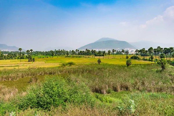 Impresionante Campo Verde Con Plantación Secuencia Palmeras — Foto de Stock