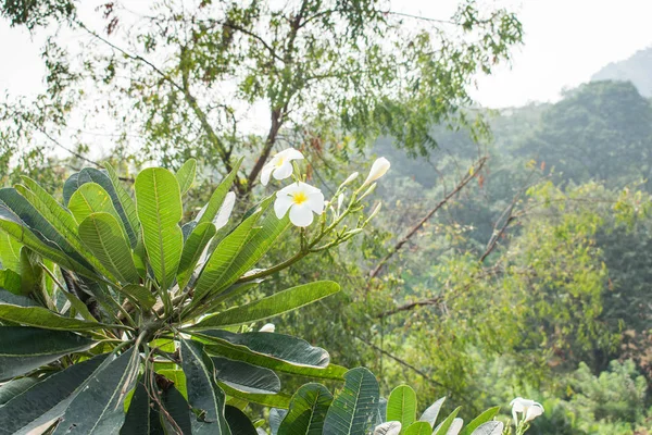 Folha Jardim Perto Vista Com Branco Flor — Fotografia de Stock