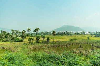 Çeltik tarım alanı palm bir sürü güzel sahne tarlaları ve çamur yakın alanlardaki ağaçlar.
