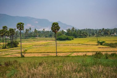 sırayla palmiye ağaçları ile iyi görünüyor tarım alanının harika görünümü