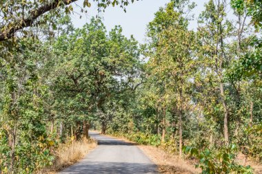 Ağaçlar her iki tarafında bir kırsal köy güzel yolu Caddesi. Arka plan. Güneş ışığı. Doğa.
