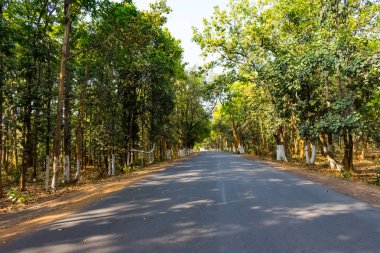 Her iki tarafta büyük ağaçlar ile ormanda düz Otoban yol. Bir adım yol üzerinde ışık ve gölge oluşumu .