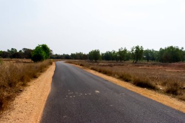 Sıcak bir öğleden sonra yaz aylarında büyük meşe ağaçlarıyla çevrili bir yol kenarlarında kırsal bir yolda
