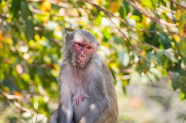 Awesome seyir serin ruh hali ile büyük bir taş üzerinde bir ağacın altında oturan bir kadın maymun.