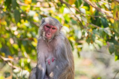 Awesome seyir serin ruh hali ile büyük bir taş üzerinde bir ağacın altında oturan bir kadın maymun.