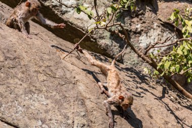 Harika bir maymunun bir su havuzu oynamak arıyorsunuz. O banyo ve orada zevk sonra büyük bir düz taş üzerinde tutunur.