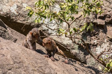 Harika bir maymunun bir su havuzu oynamak arıyorsunuz. O banyo ve orada zevk sonra büyük bir düz taş üzerinde tutunur.