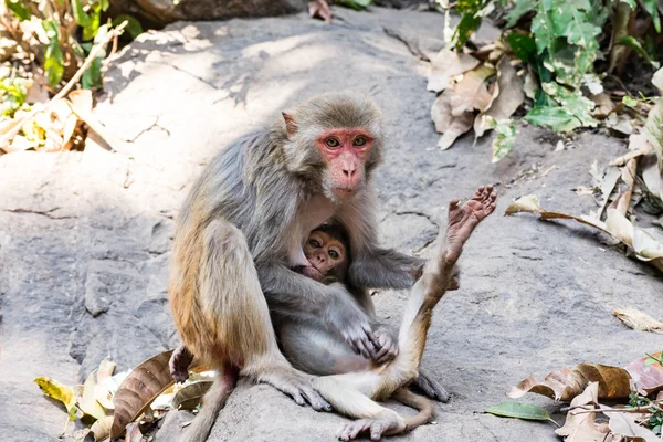 サルの母の素晴らしいスナップは 愛と大きな石で彼女の猿の子供にミルクを供給 — ストック写真