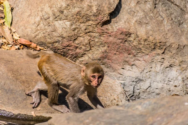 A monkey walking on stone with very carefully.