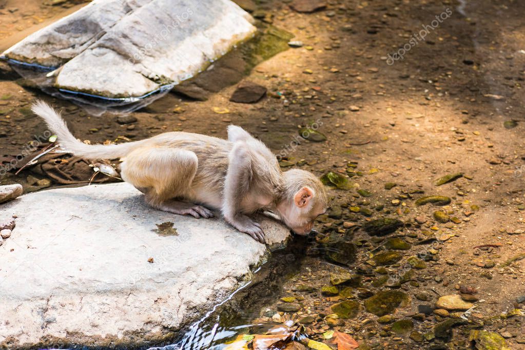 Awesome view of  monkey drinking cool water coming from a water falling from height.