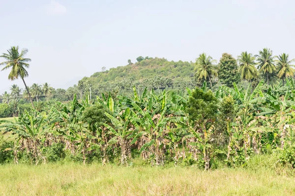 Impressionante Olhar Banana Agricultura Dia Ensolarado — Fotografia de Stock