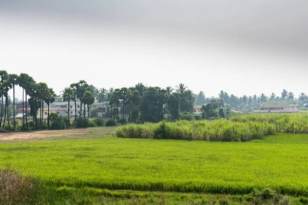 Uma Bela Fazenda Arrozais Com Cana Açúcar Palmeira Colheita Juntos — Fotografia de Stock