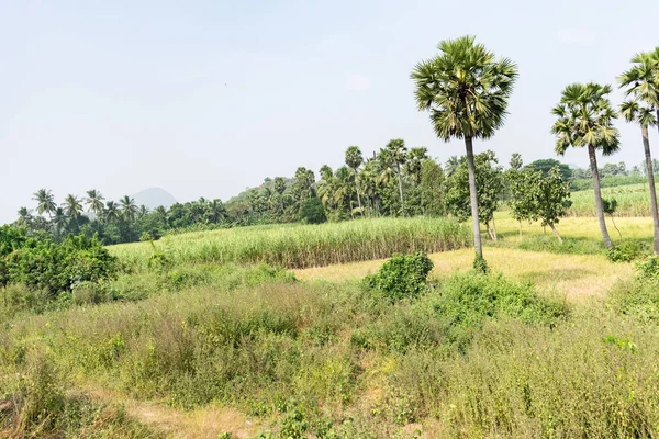 Une Vue Des Terres Agricoles Avec Une Variété Cultures — Photo