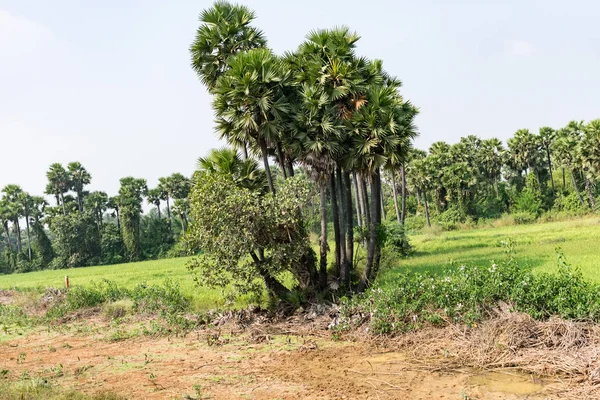 Uma Visão Próxima Palmeira Que Parece Incrível Dia Ensolarado — Fotografia de Stock