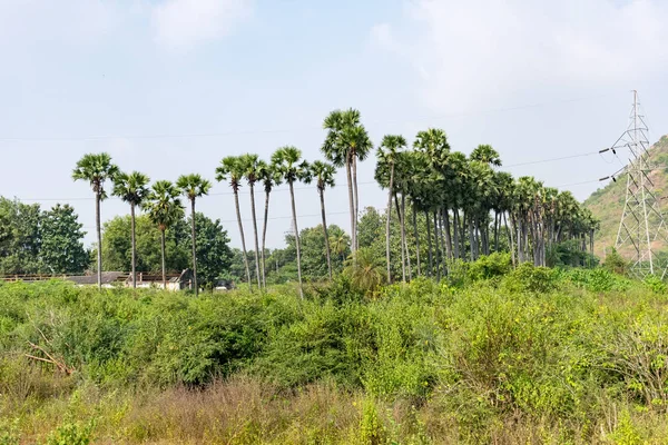 Una Palmera Plantación Cercana Una Fila Que Mira Impresionante Las — Foto de Stock