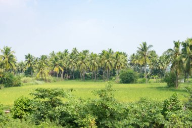 Çeltik tarlasının yakınındaki Hindistan cevizi ağacı tarlası güneşli bir günde harika görünüyor..